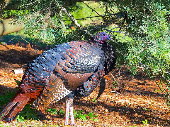 Wild Turkey; UW Madison Arboretum, WI; October