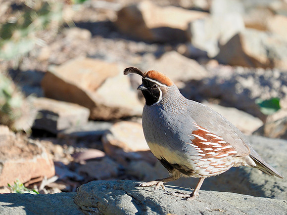Gambel's Quail