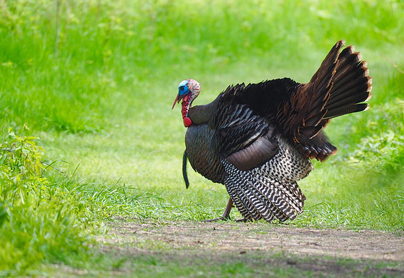 Wild turkey, trying to impress the females