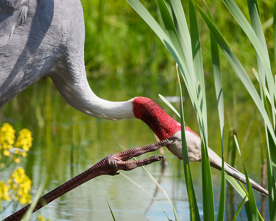 A little scratch.  International Crane Foundation, Baraboo, WI