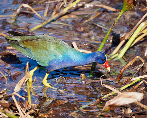 Purple Gallinule, Celery Fields, Sarasota, FL