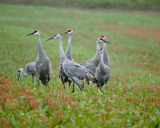 Sandhill Cranes