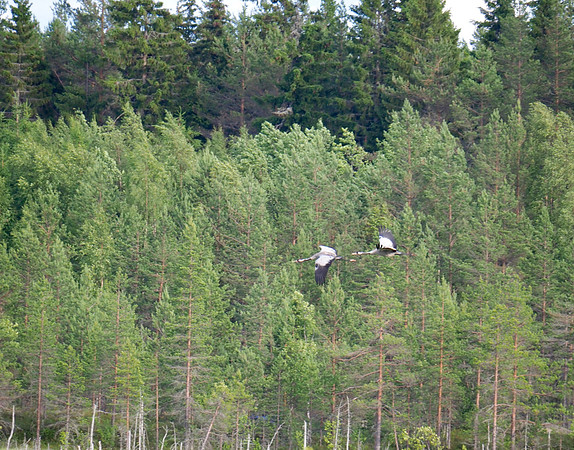 Eurasian Cranes coming in to land in the bog; Finland; June.