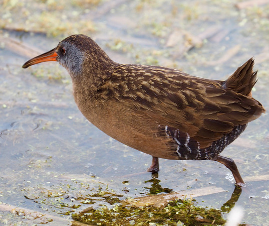 Virginia Rail; Horicon Marsh State Wildlife Area; May