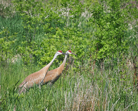 A pair of Sandhills; Forest Beach Migratory Preserve.