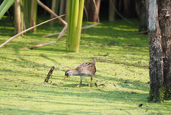 Finding food in the algae.