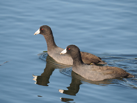 American Coots; Lakeshore State Park, Milwaukee, WI; October
