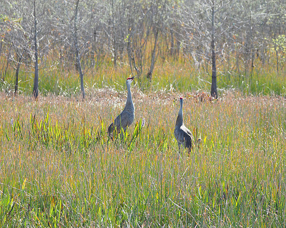 Sandhill Cranes in January, looking over the nest site,  Sarasota, FL