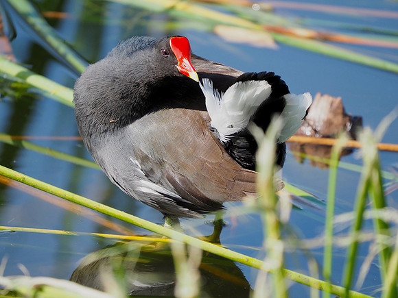 Common Gallinule, preening.