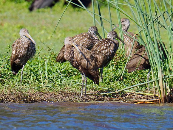 Limpkins; Myakka State Park, FL; January