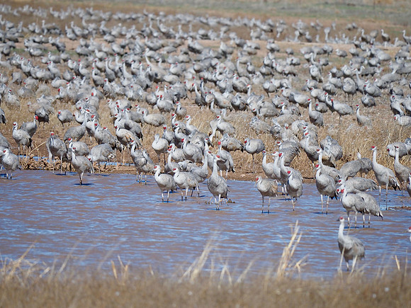 Sandhill Cranes; Whitewater Draw, Arizona; January