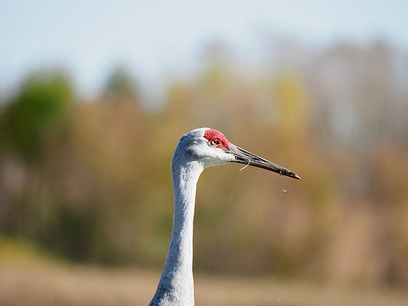 Sandhill Crane; Horicon; October.