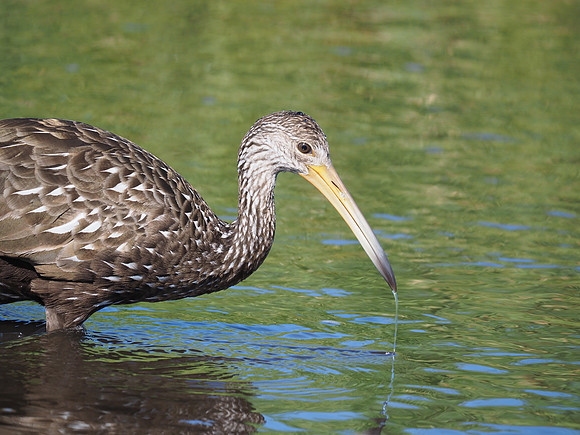 Limpkin