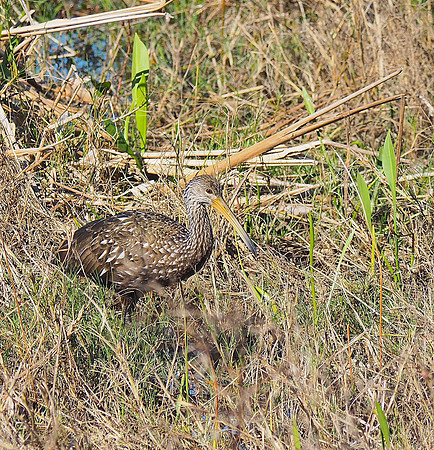 Limpkin; Celery Fields, Sarasota, FL; February