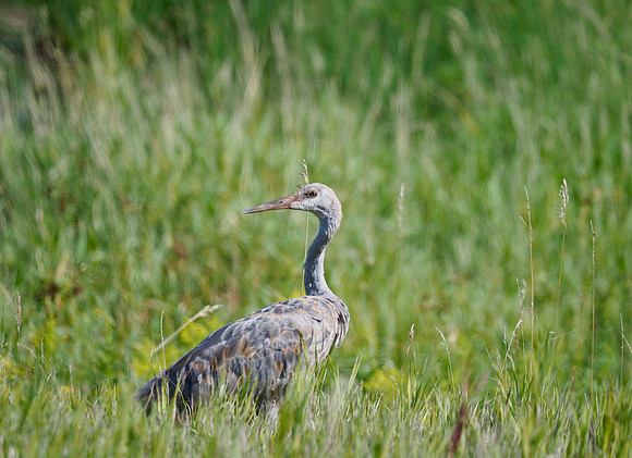 Sandhill Crane, juvenile; August.