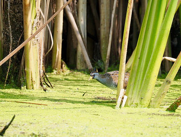 Sora; Lions Den Gorge Nature Preserve, Grafton, WI; August