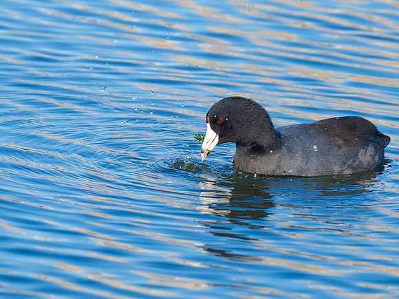 American Coot; Lakeshore State Park, Milwaukee, WI; October