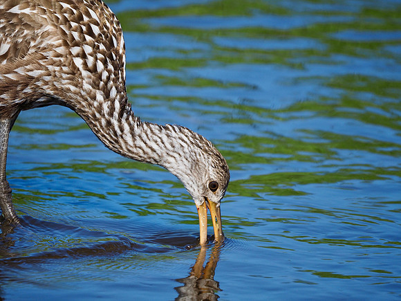 Limpkin feeding.