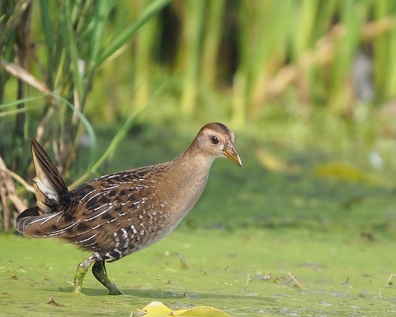 Sora, juvenile looking for food.