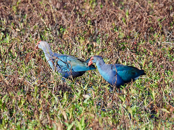Gray-headed Swamphens