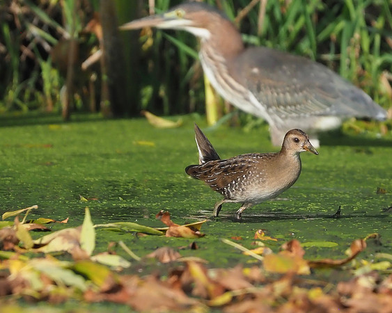 Sora with Green Heron