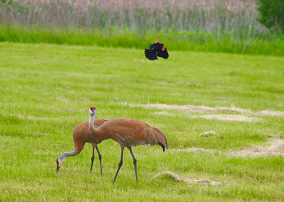 Sandhill Cranes; Jefferson, WI; June