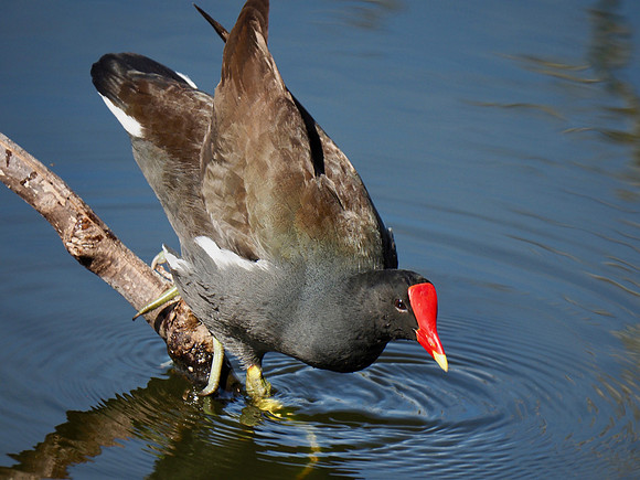 Common Gallinule, stepping down.