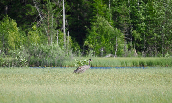 Eurasian Crane