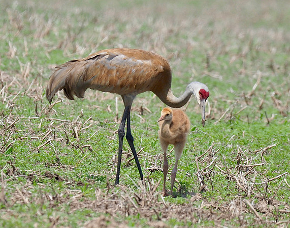 Sandhill Crane and colt.  Mequon, WI; May