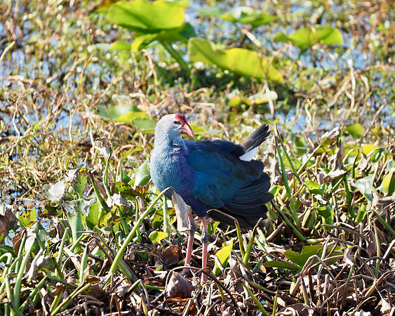 Grey-headed Swamphen