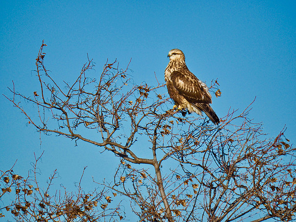 Rough-legged Hawk; Lake Express grounds, Milwaukee, WI; December