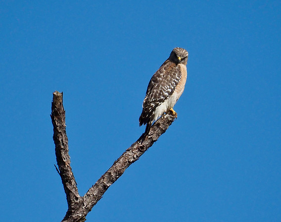 Red-shouldered Hawk
