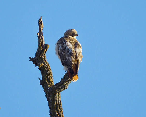 Morning sun on the Red Tail