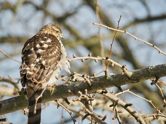 Cooper's Hawk; Whitefish Bay, WI; January