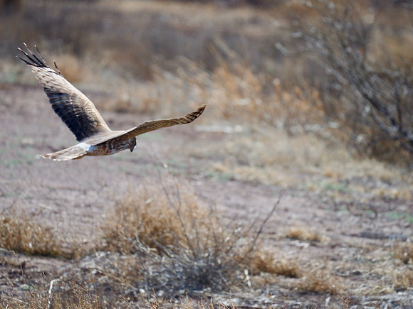 Northern Harrier; Whitewater Draw, Arizona