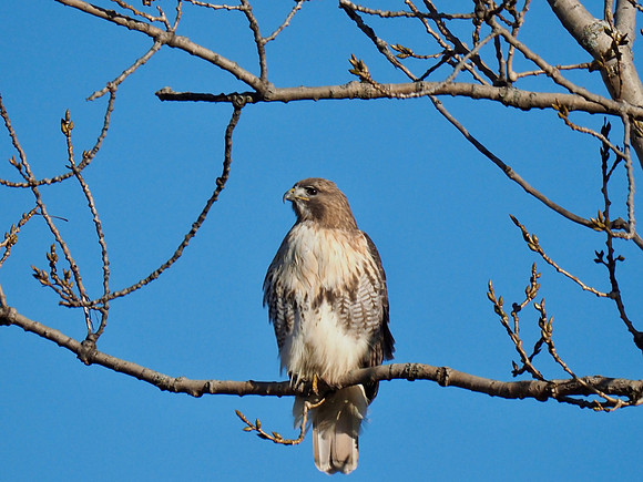 Red-tailed Hawk; Kletzsch Park; November