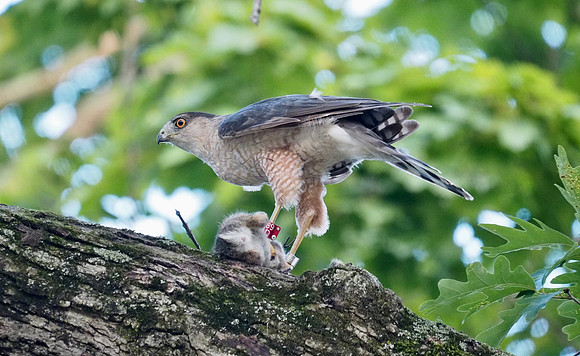 89D gets his dinner.