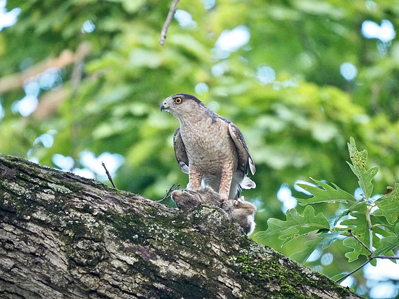 Cooper's Hawk gets rabbit dinner