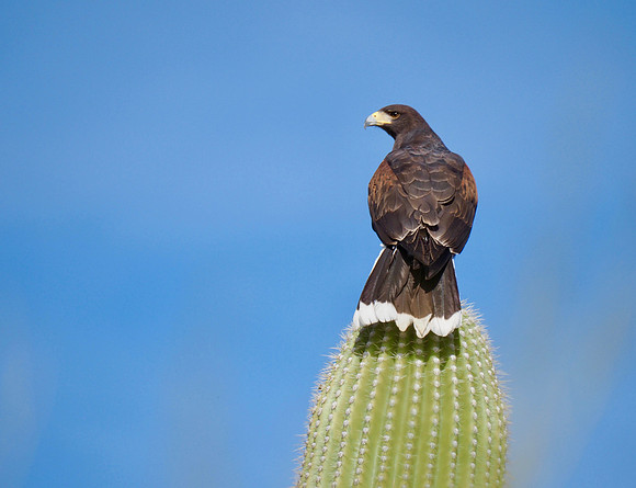Harris's Hawk, Raptor free flight, Arizona Desert Museum