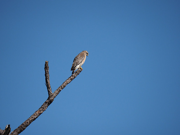 Red-shouldered Hawk, Florida