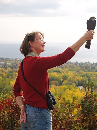 Releasing the Sharp-shinned Hawk; Hawk Ridge Bird Observatory, Duluth, MN; September