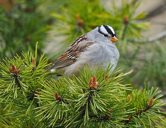 White-crowned Sparrow; Whitefish Bay, WI; May