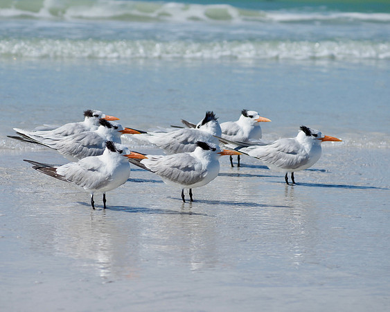 Royal Terns facing the wind.