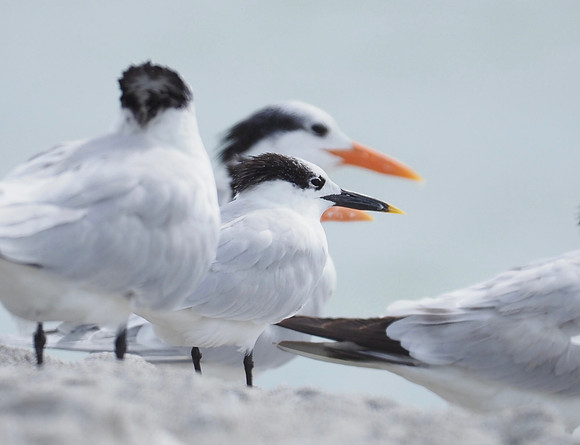 Sandwich Tern