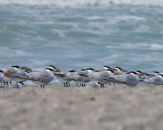 Royal Terns on a stormy day