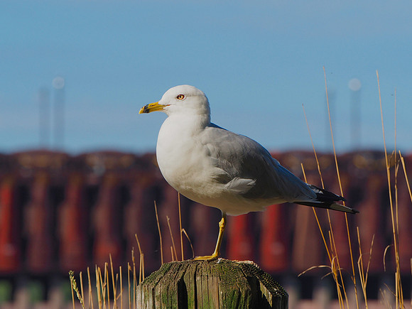 Ring-billed Gull; Marquette, MI; August