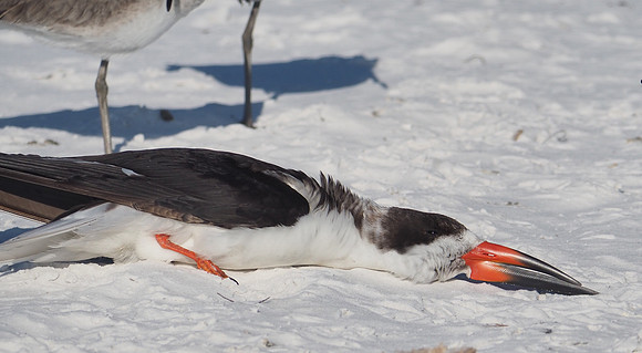 Black Skimmer sunbathing; Sarasota, FL; February