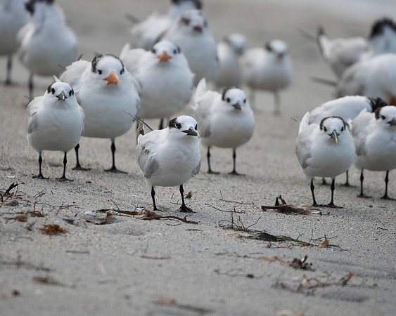 Sandwich Terns and Royal Terns