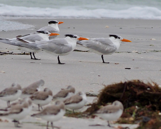 Royal Terns and Willets in the storm.