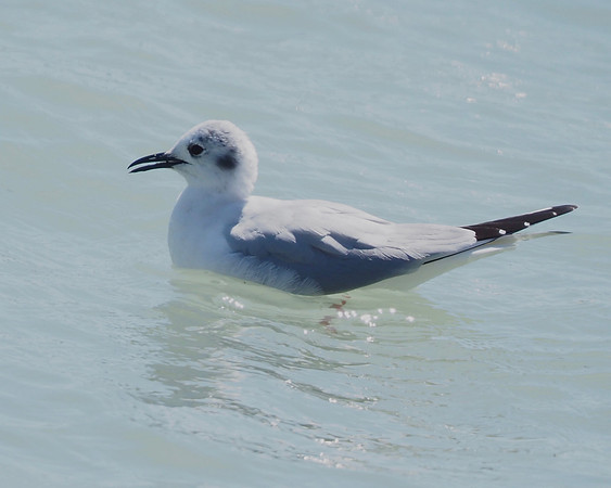 Franklin's Gull, Sheboygan, WI; April